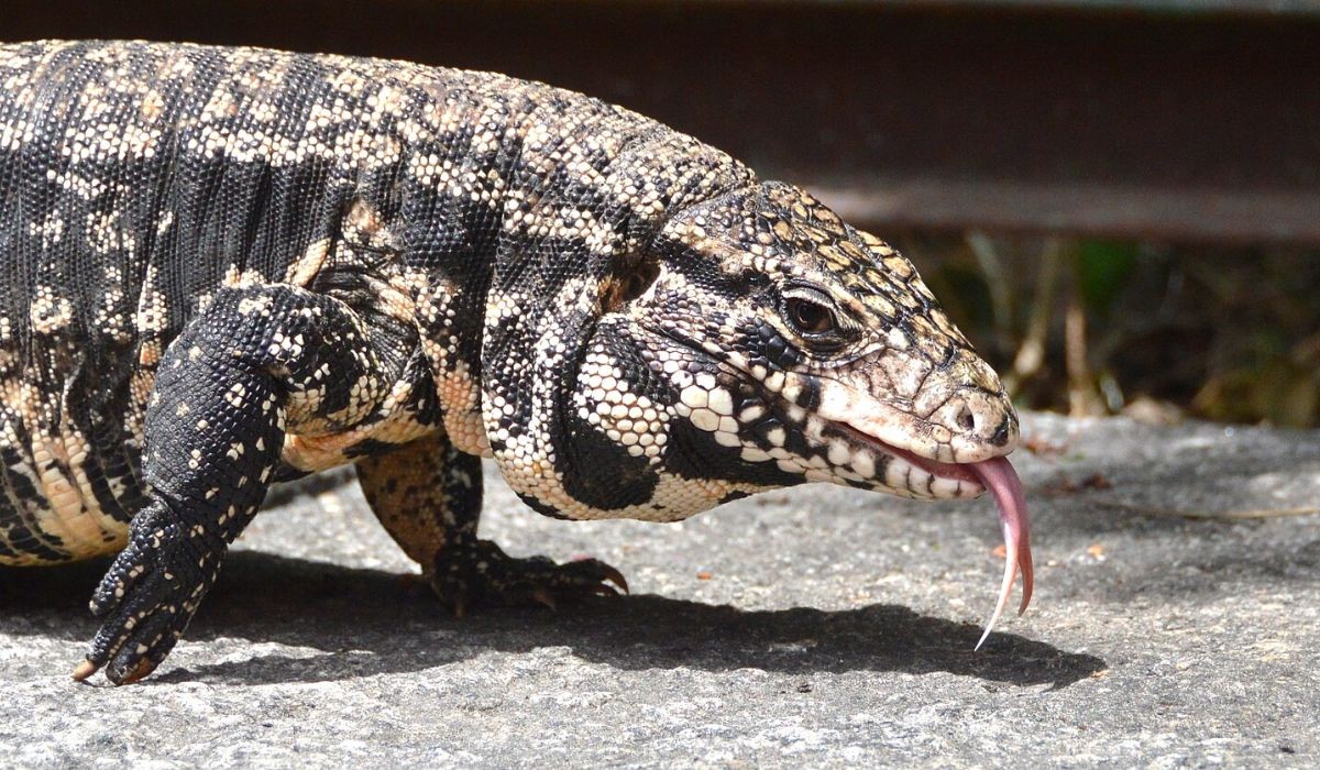Por que o Teiú fica mais quente na hora da 'paquera'? Pesquisa encontra dado inédito