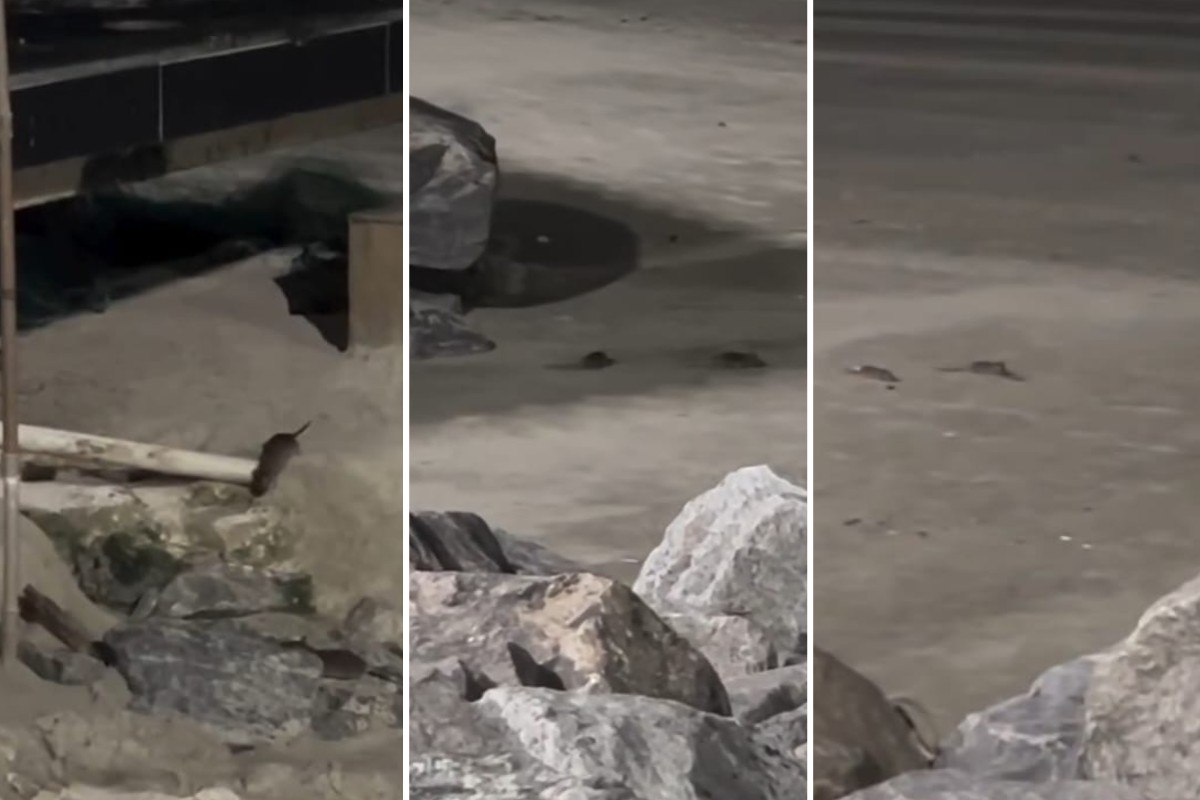 Vídeo mostra ratos na faixa de areia de praia no litoral de SP; VEJA