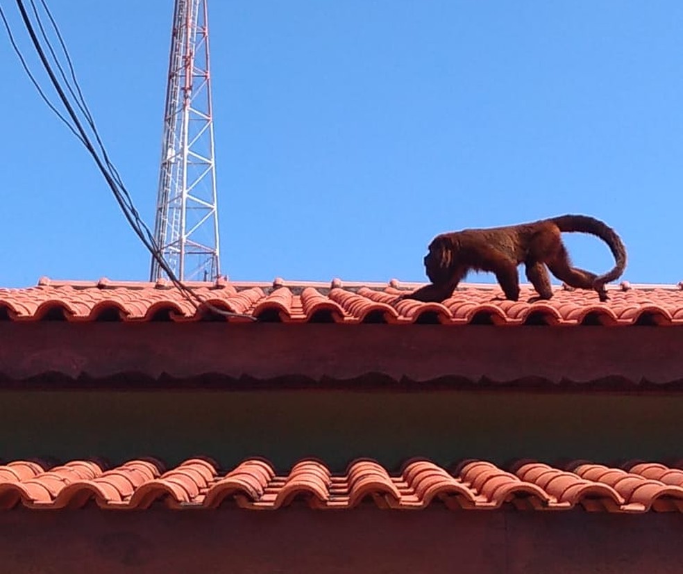 Macaco com pelos brancos chama atenção no Jardim Botânico de Jundiaí, Sorocaba e Jundiaí