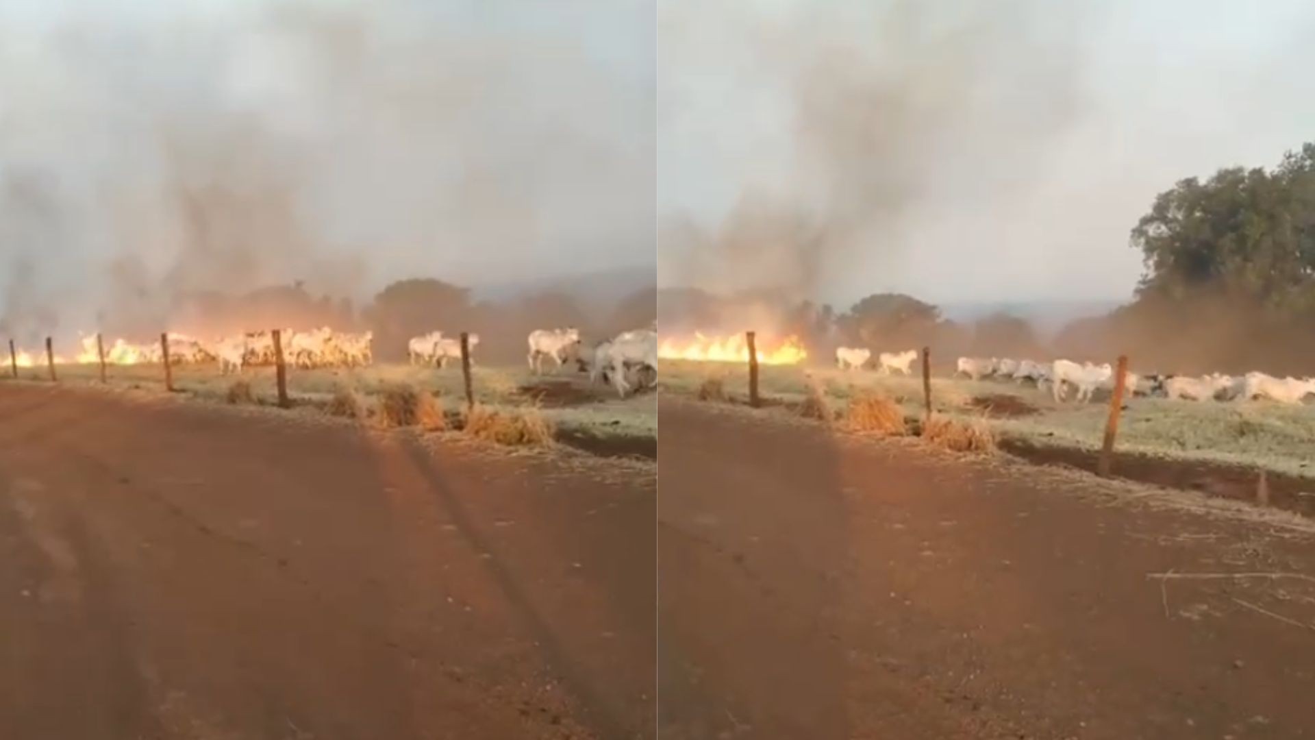 VÍDEO: Boiada foge de incêndio florestal que devasta pastagens em Ituiutaba