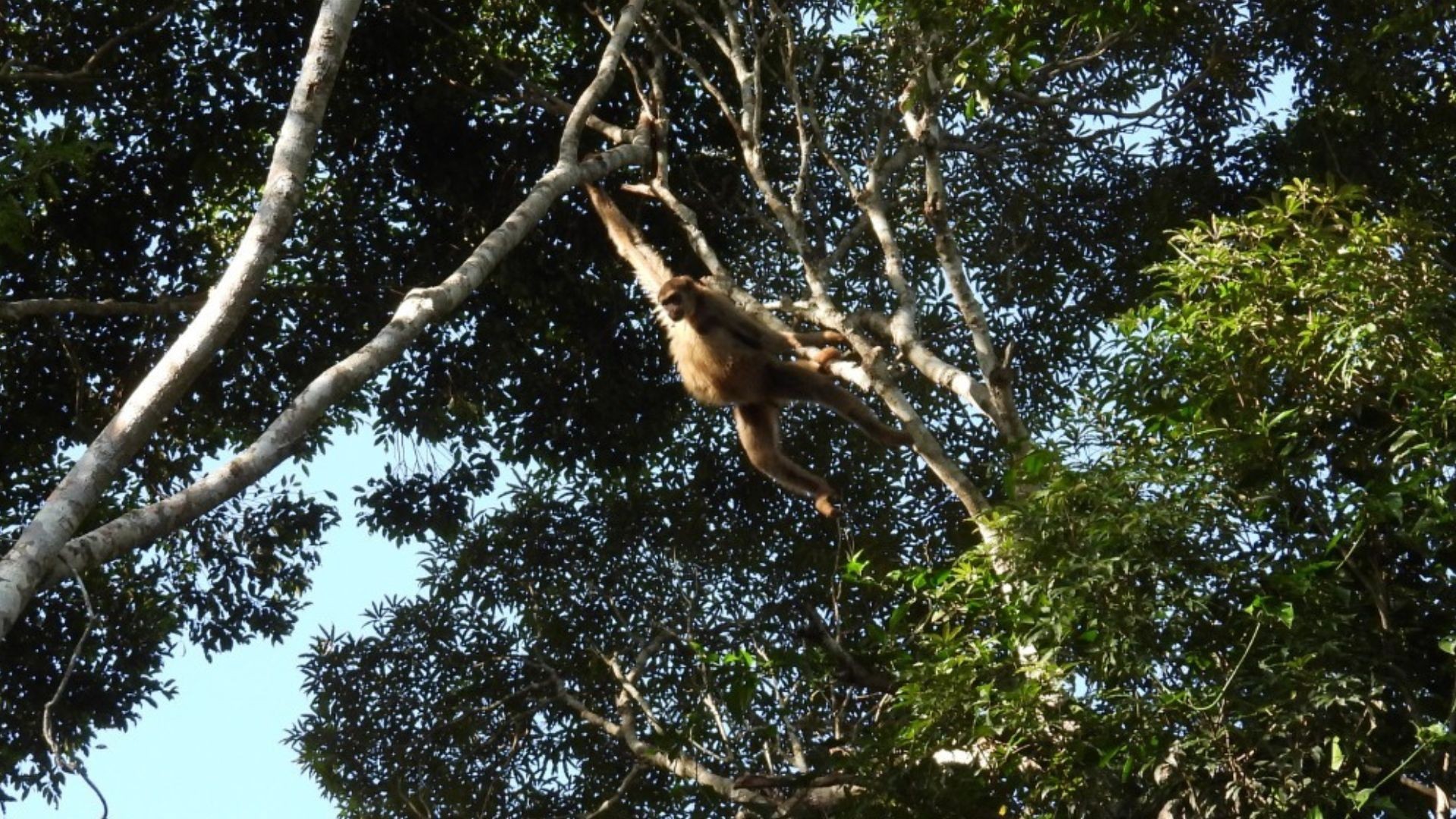 'Macaco hippie': maior primata das Américas, muriqui-do-norte é avistado em reserva do ES