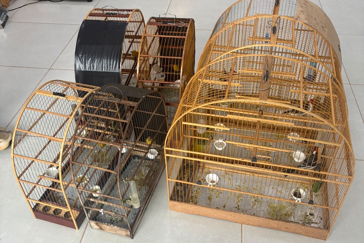 Aves silvestres mantidas ilegalmente em cativeiro são resgatadas no interior de SP