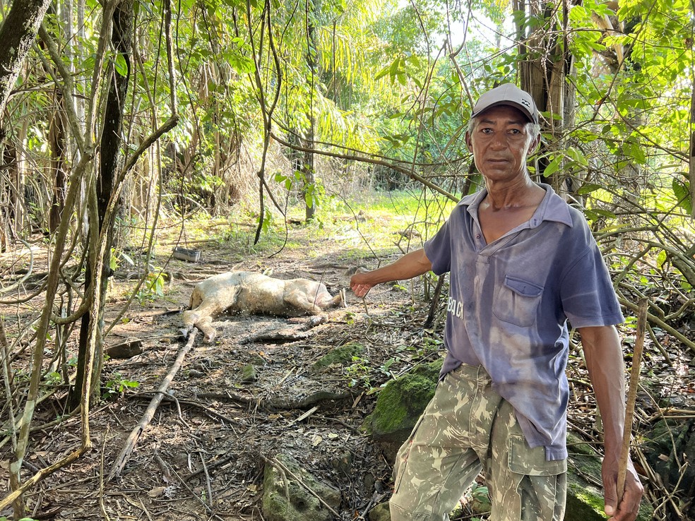 Emocionado, o produtor rural Domingos Pereira da Silva, de 57 anos, mostra boi que morreu de fome pela perda do pasto com a infestação de lagartas na propriedade em Roraima — Foto: Caíque Rodrigues/g1 RR