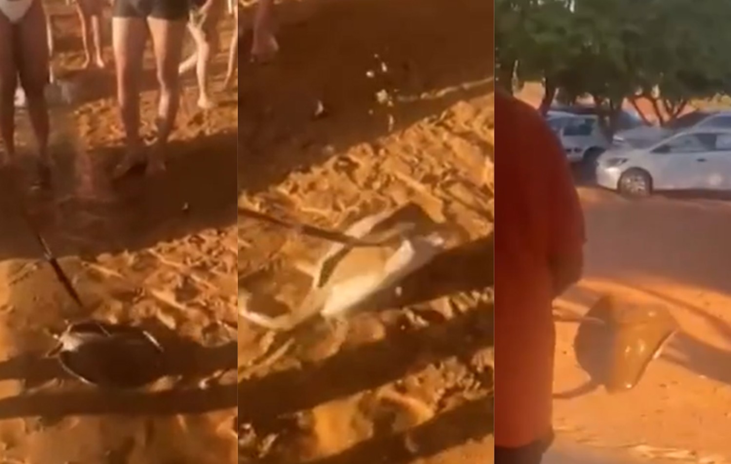 Polícia vai investigar vídeo de homem espetando arraia em praia de Palmas e levando para lixeira