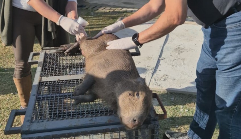 Filhote de capivara é resgatado com ferimentos em Mogi das Cruzes