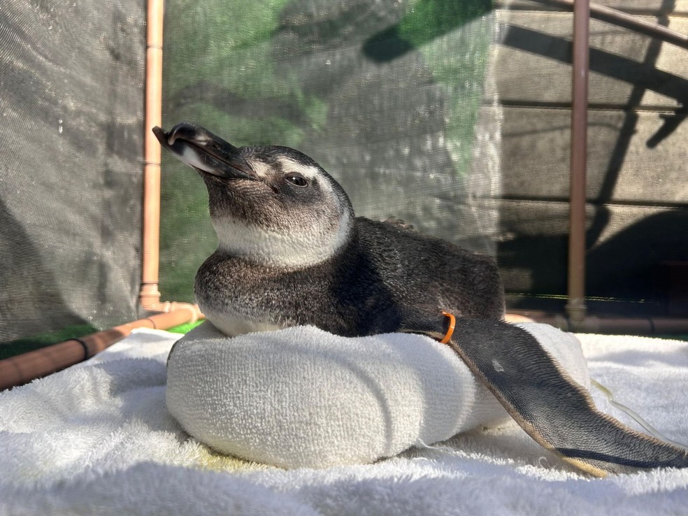Pinguim resgatado na Região dos Lagos do Rio — Foto: Instituto Albatroz/ Divulgação
