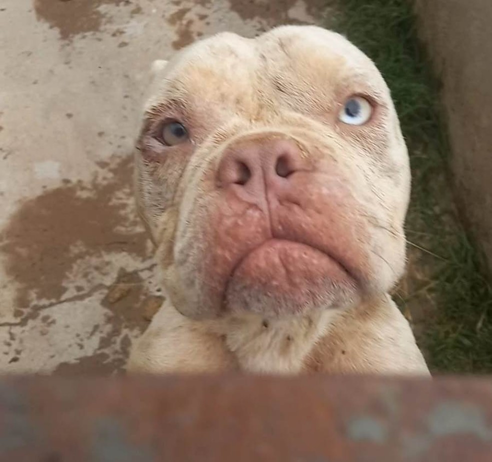 Lojas pitbull sao paulo top