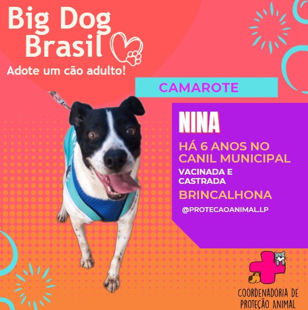 Nina está há 6 anos no canil municipal de Lençóis Paulista (SP) e participa do "Big Dog Brasil" — Foto: Facebook/Reprodução