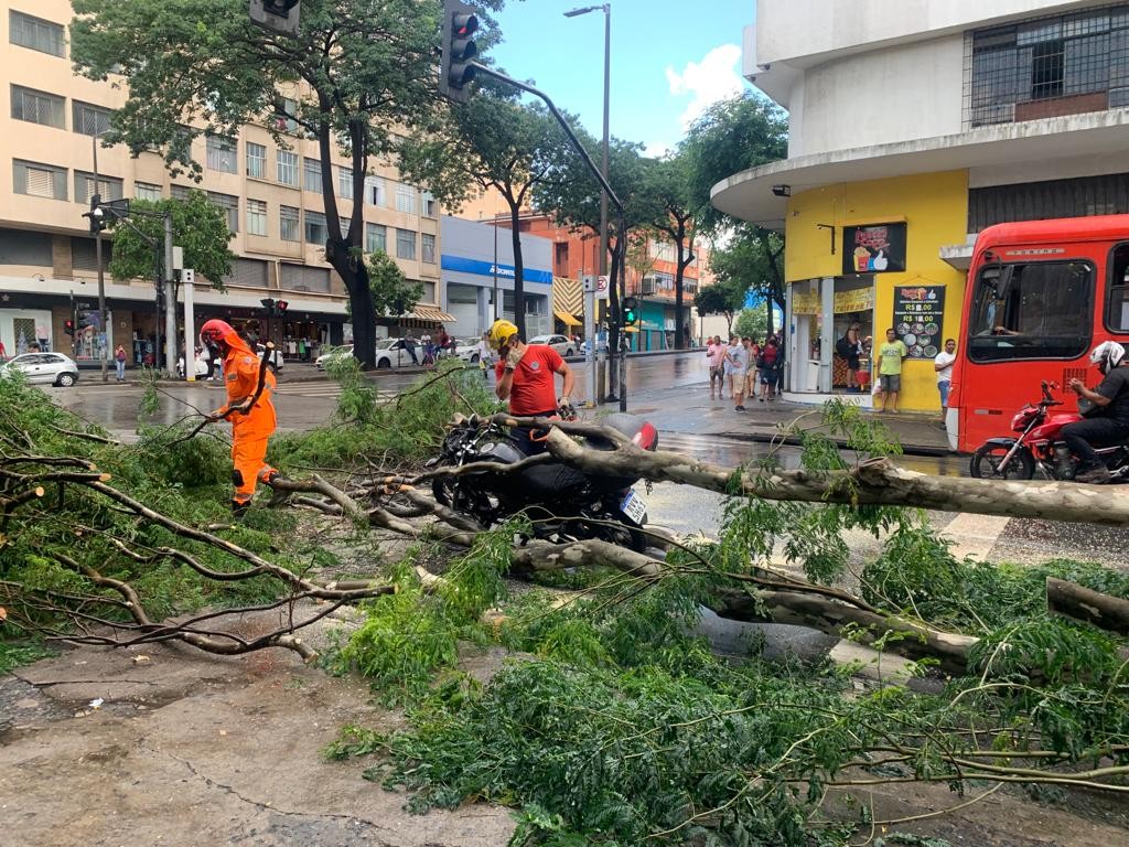 Vídeo mostra momento em que árvore cai e atinge motociclista durante a chuva em BH