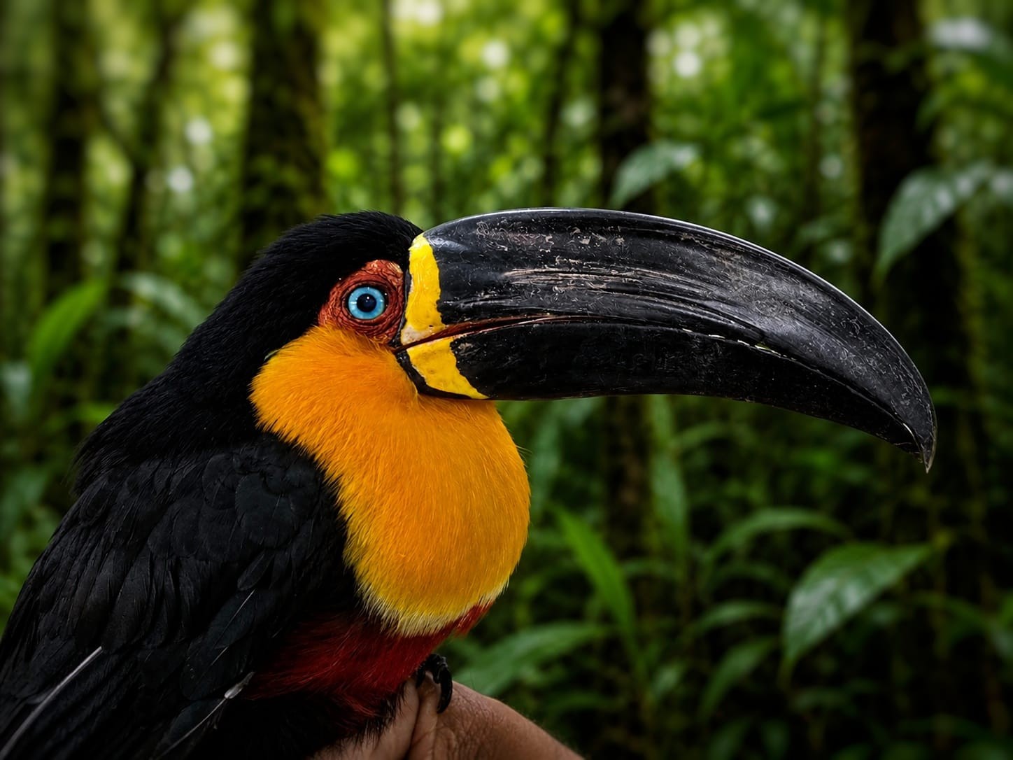Tucano recupera a visão após atropelamento na BR-040, em Petrópolis