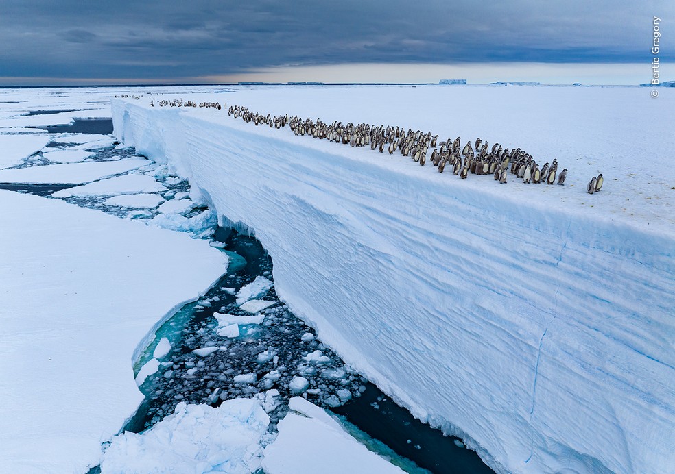 Filhotes de pinguim-imperador caminham em fila na borda de uma plataforma de gelo na Antártida. — Foto: Bertie Gregory