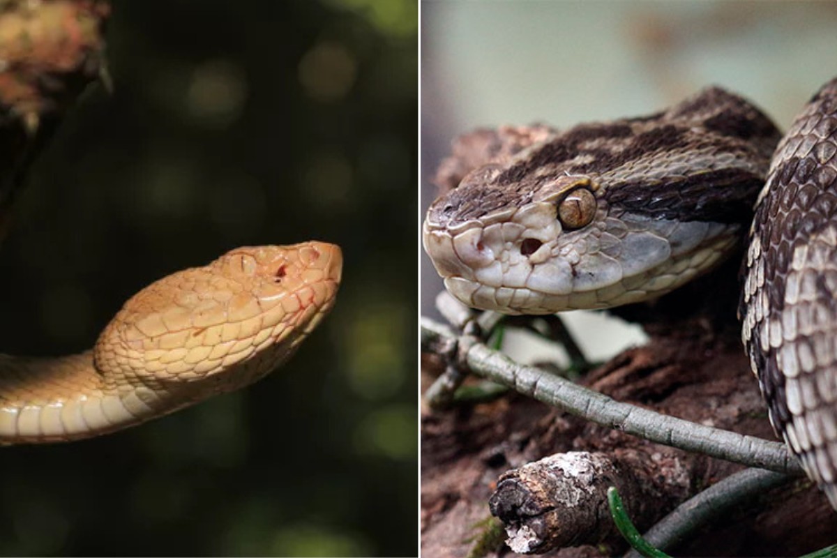 Você Não Tá Convidada pro Meu Bat Mitzvá!