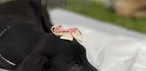 'Caminhada do Amicão' reúne famílias e animais de estimação em Vassouras; veja fotos — Foto: Divulgação/TV Rio Sul