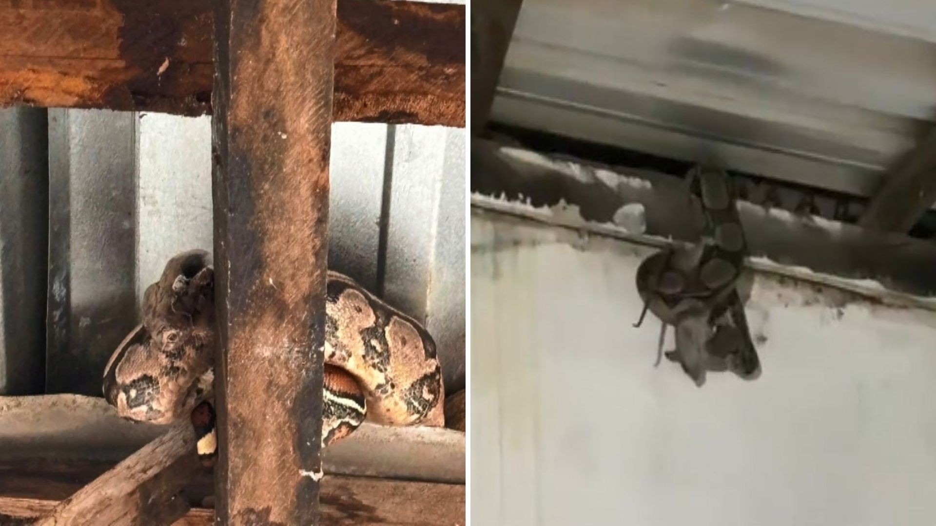 Família do ES encontra jiboia em casa pela segunda vez no ano: 'Muito medo', diz aposentada; veja VÍDEO