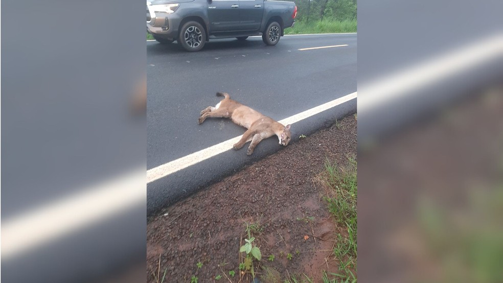 Onça-parda é atropelada em estrada vicinal de Jales (SP) — Foto: Divulgação