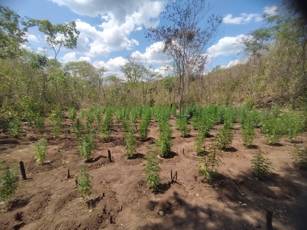PF apreende 10 toneladas de maconha em operação no MA