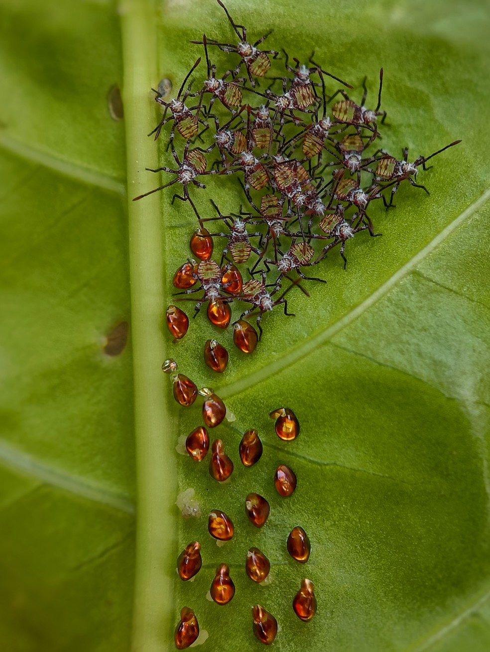 Ninfas recém-nascidas de percevejo se agrupam para manter umidade e afastar predadores. — Foto: Sritam Kumar Sethy