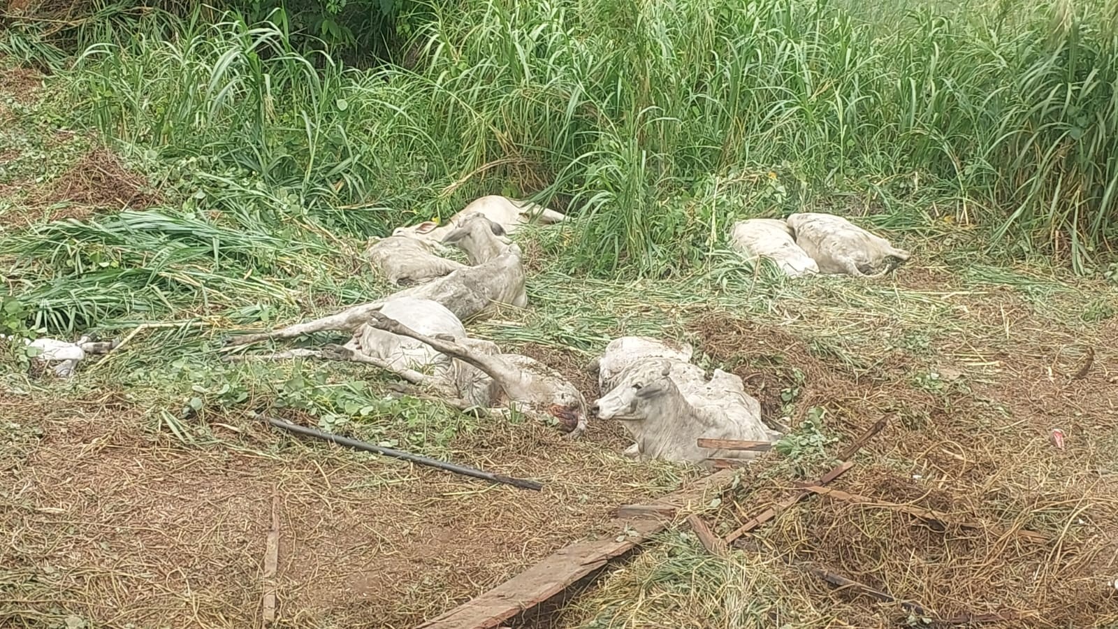 Caminhão que transportava bois tomba em rodovia e vários animais morrem no Acre