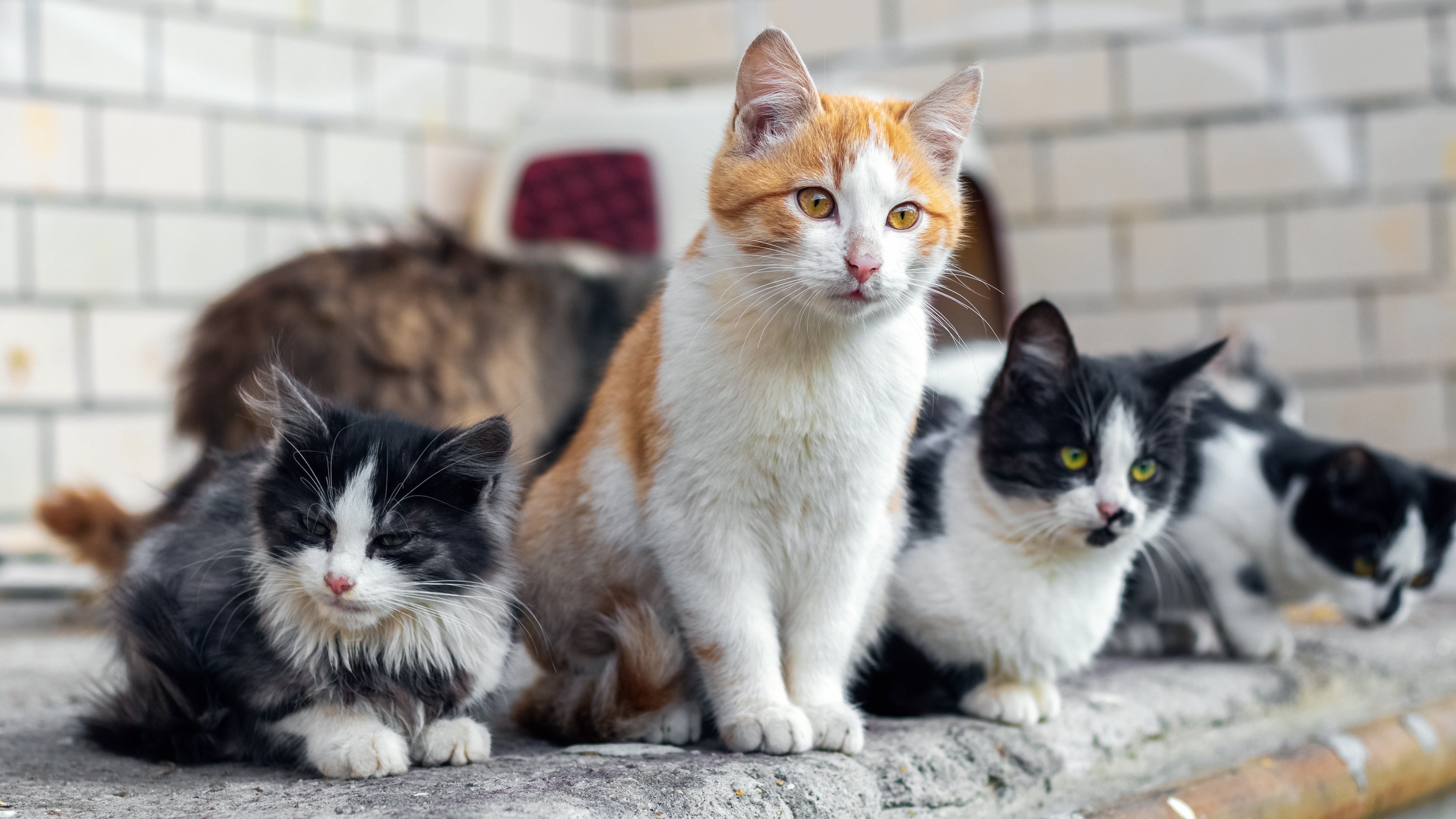 DNA derruba teoria antiga e mostra como gatos se espalharam pela Europa 