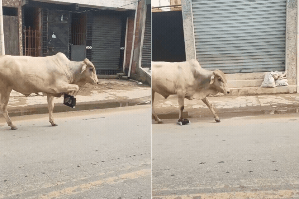 Boi é filmado com objeto preso na pata em rua do litoral de SP; VÍDEO