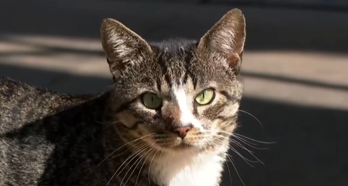 'Delegato': conheça o Zé, gatinho que se tornou recepcionista em delegacia do Sul de Minas