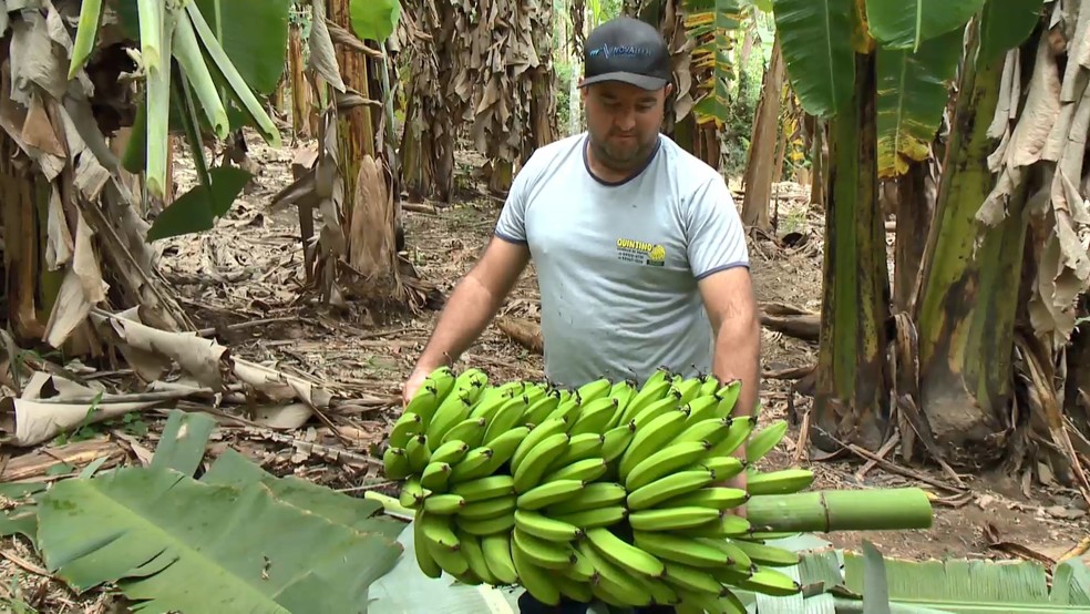 Produtor rural Adrino Quintino é referência no cultivo de banana Vitória em Alfredo Chaves, no Espírito Santo — Foto: Reprodução/TV Gazeta