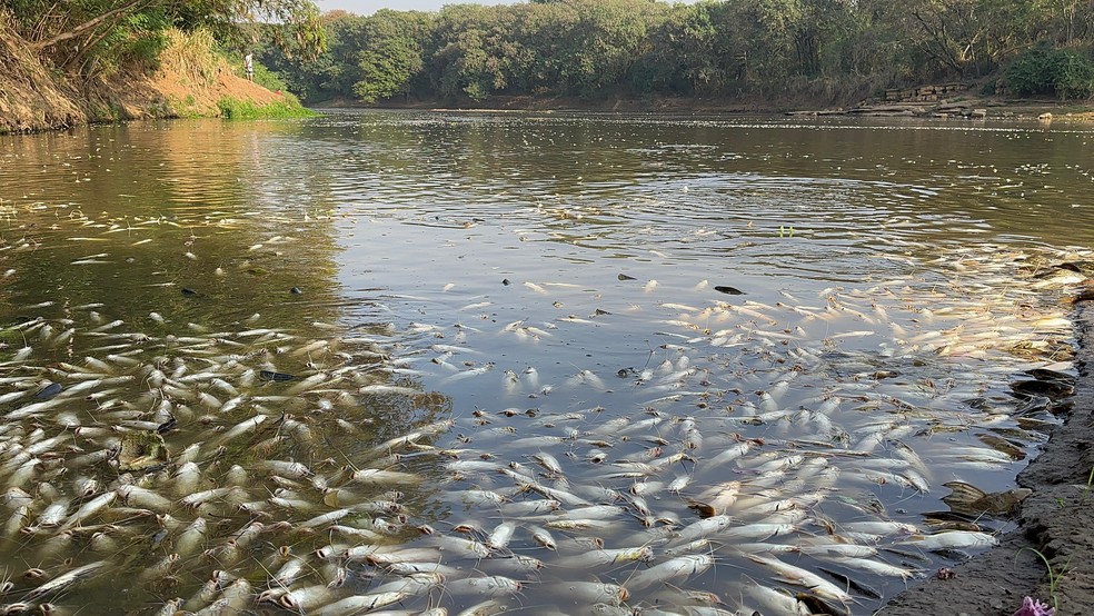 Peixes mortos boiando às margens do Rio Piracicaba neste domingo — Foto: Gian Carlos Machado/Arquivo pessoal