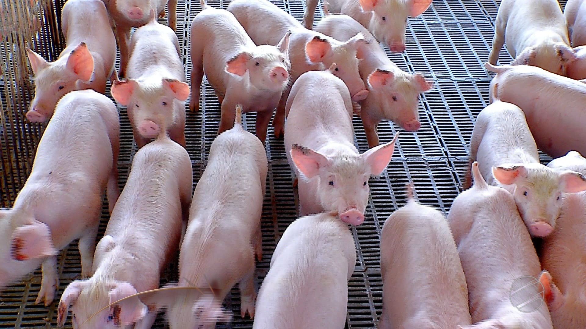 Você Não Tá Convidada pro Meu Bat Mitzvá!