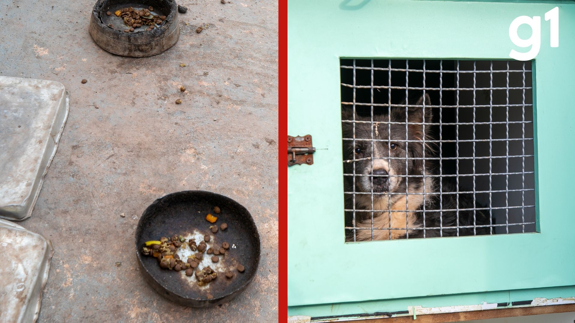 Oito animais são resgatados de suposto canil clandestino em Cuiabá