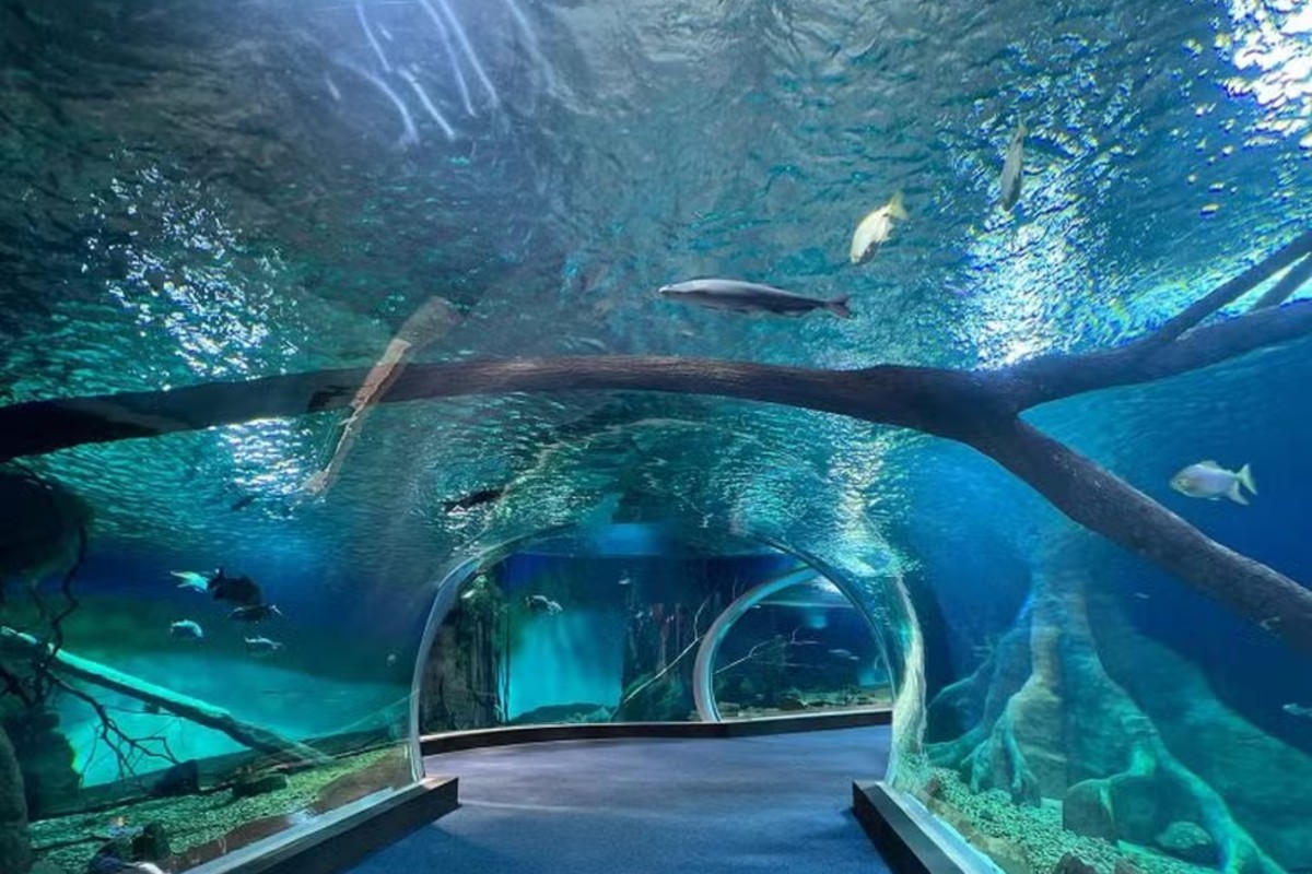 Maior aquário de água doce do mundo volta a receber público em 2026; conheça espaço