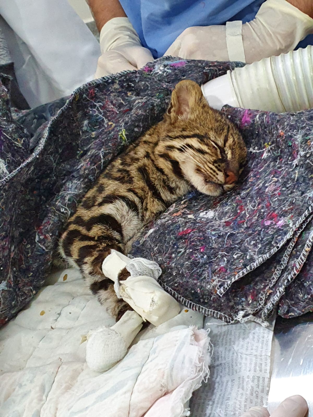 Centro de Pesquisa da Unesp é destaque na reabilitação de animais silvestres