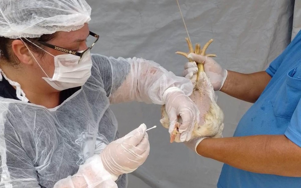 Animais são testados para gripe aviária, em Goiás — Foto: Divulgação/Agrodefesa
