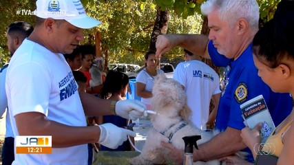 Proteção para os pets: coleira repelente combate a transmissão do calazar