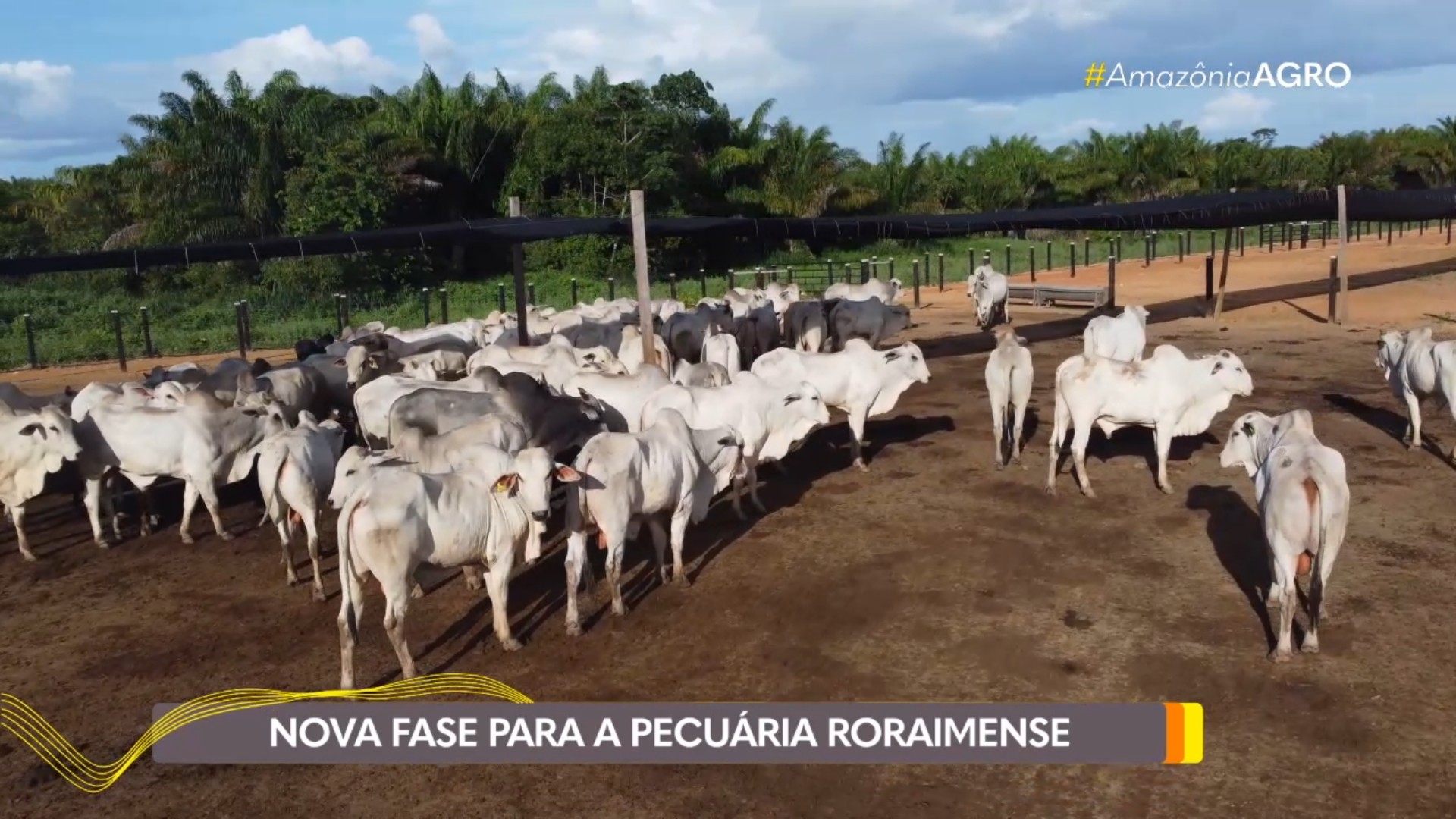 Roraima ganha primeira estação de pré-embarque para gado vivo e abre caminho para mercado internacional