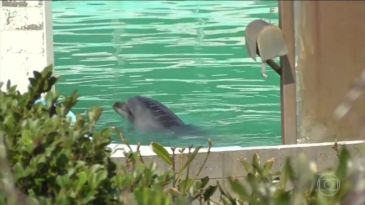 Caso de golfinho abandonado em aquário no Japão causa revolta pública