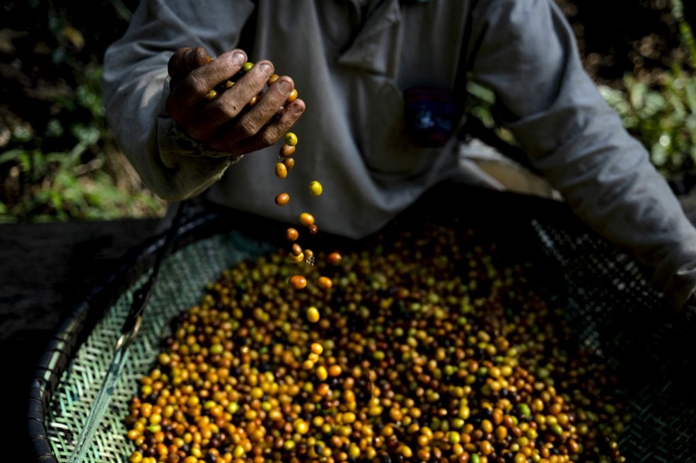 Café brasileiro luxuoso é extraído de excrementos do pássaro jacu — Foto: CARL DE SOUZA / AFP