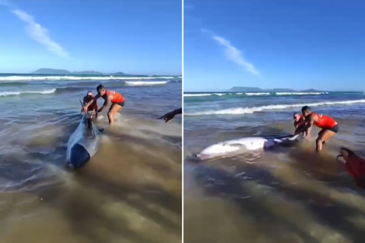 Cachalote-anão com mordida de tubarão encalha na Praia do Forte, em Cabo Frio