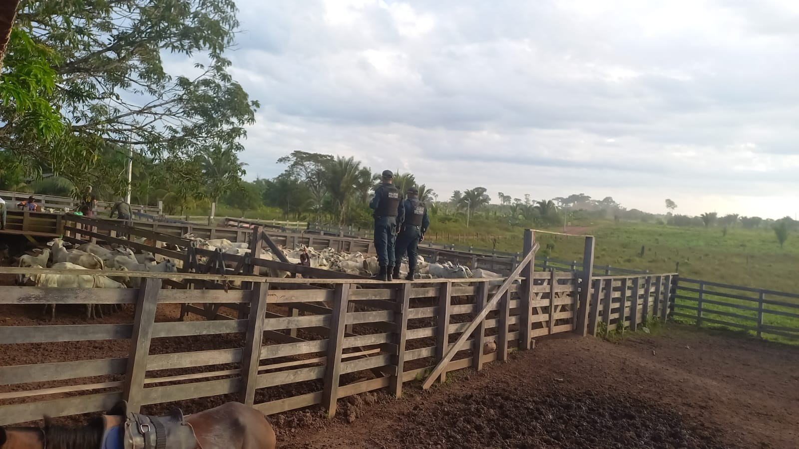 Bovinos são recuperados em comunidade de Alenquer após serem furtados em Prainha