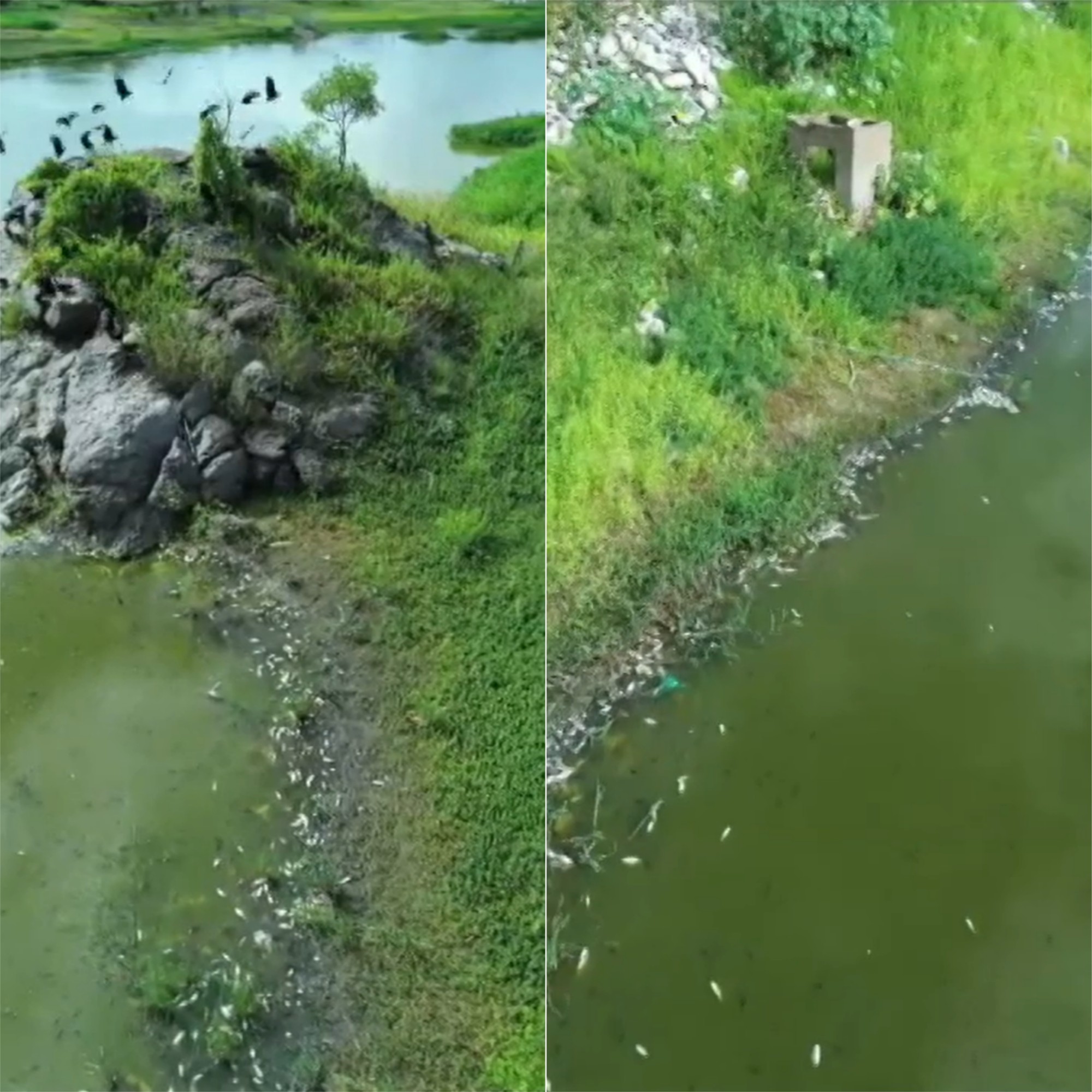 Peixes aparecem mortos em açude em Currais Novos; Igarn investiga
