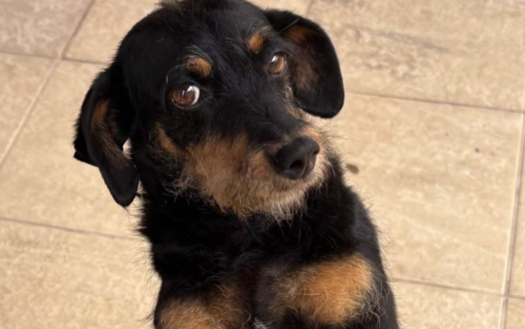 Cachorra morta atropelada por caminhonete gostava de ficar com vizinhos: 'Adotada pela nossa rua', diz tutora