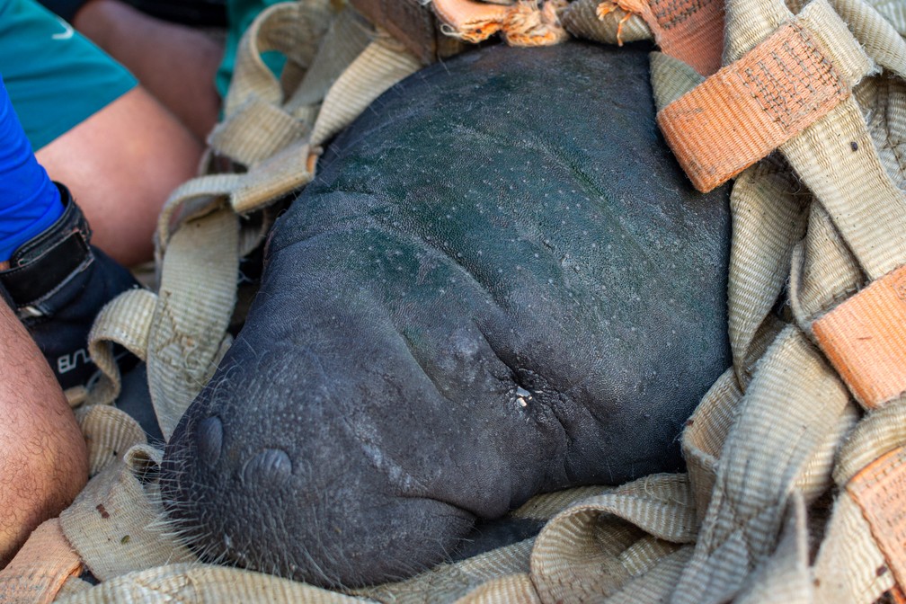 Peixe-boi ameaçado de extinção volta à natureza após seis anos de resgate — Foto: Divulgação/Ibama