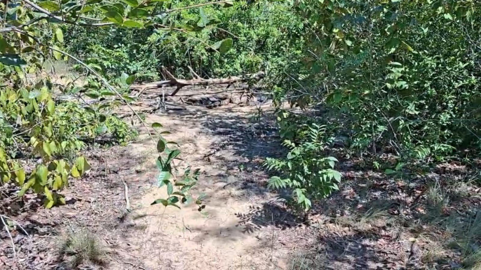 Corpo em estado de decomposição é encontrado em área de mata da região do Eixo Forte em Santarém
