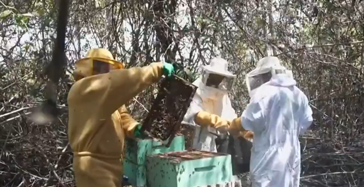 Produção de apicultores em manguezais de Pernambuco gera mel com sabor e aroma únicos e sustenta 50 famílias