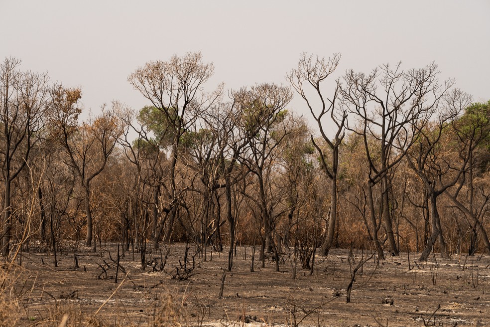No Pantanal, os incndios so extremamente duradouros e persistentes  Foto: Marcelo Oliveira/Arquivo 