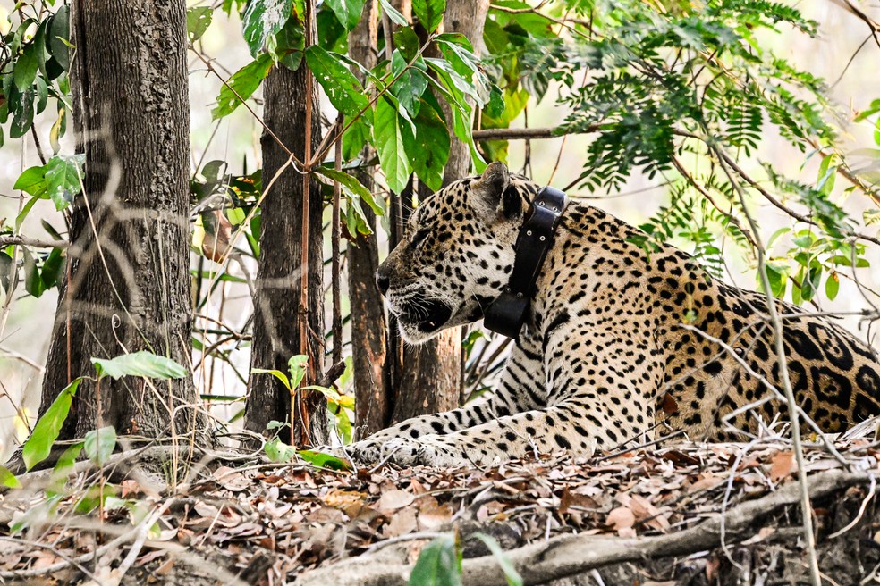 Ousado passou a usar um colar de monitoramento após se recuperar dos ferimentos causados durante o maior incêndio do Pantanal de MT — Foto: Marcelo Tchebes