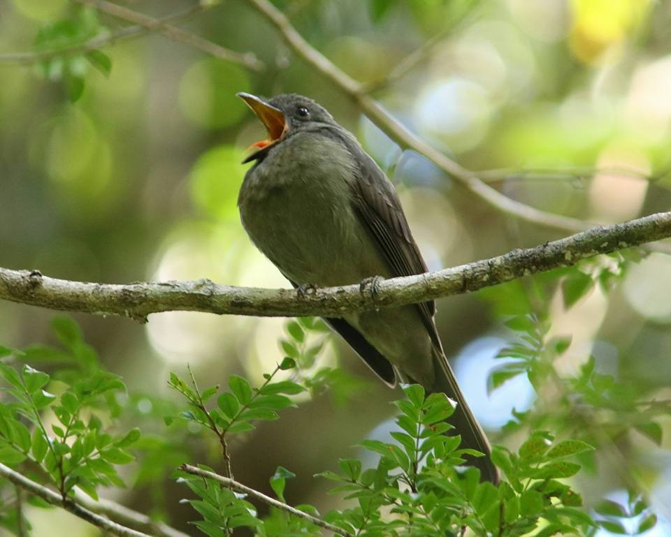 Cricrió: a trilha sonora da Amazônia