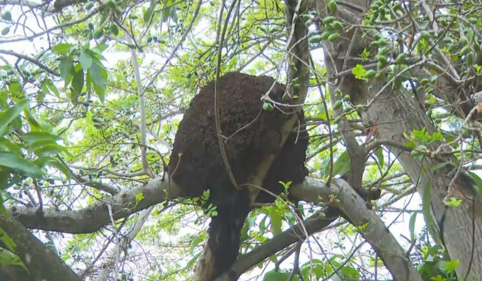 Ataques de abelhas aumentam mais de 120% em três anos no Oeste Paulista — Foto: Gustavo Luz/TV TEM