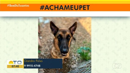 Acha Meu Pet: tutor pede ajudar para encontrar pastor alemão desaparecido na 1.112 Sul