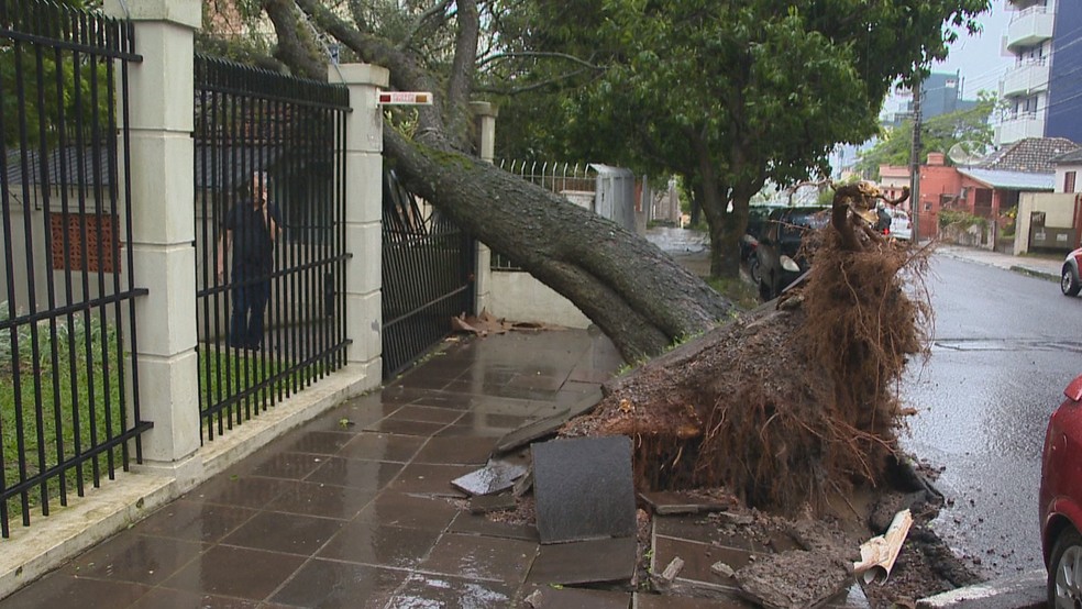rvore cada em Santa Maria — Foto: Reproduo/RBS TV
