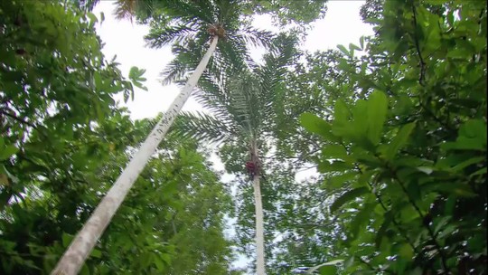 Cooperativa alia recuperação da floresta amazônica com cultivo de frutos nativos no Norte do Brasil - Programa: Globo Rural 